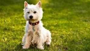 West highland white terrier - опис білого тер’єра